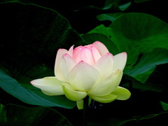 蓮　3