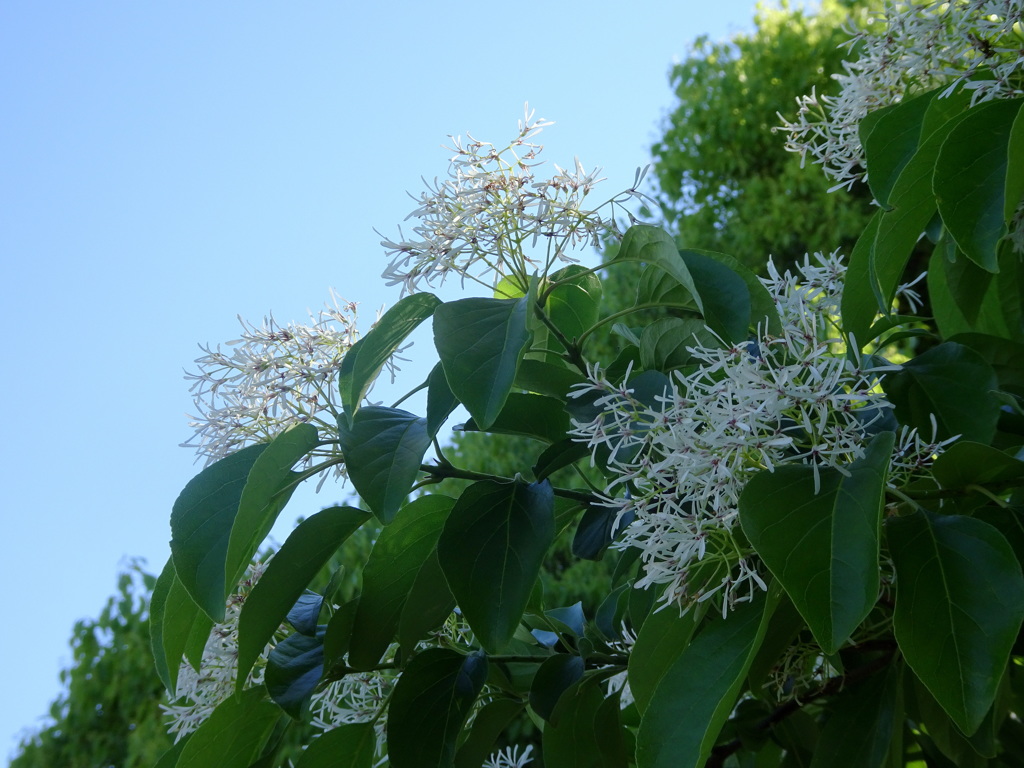 これ、なんじゃと言ったとか
