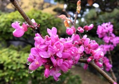 それぞれの輝き