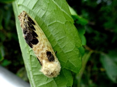 モンクロシャチホコ