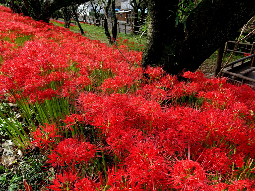 咲き誇る彼岸花