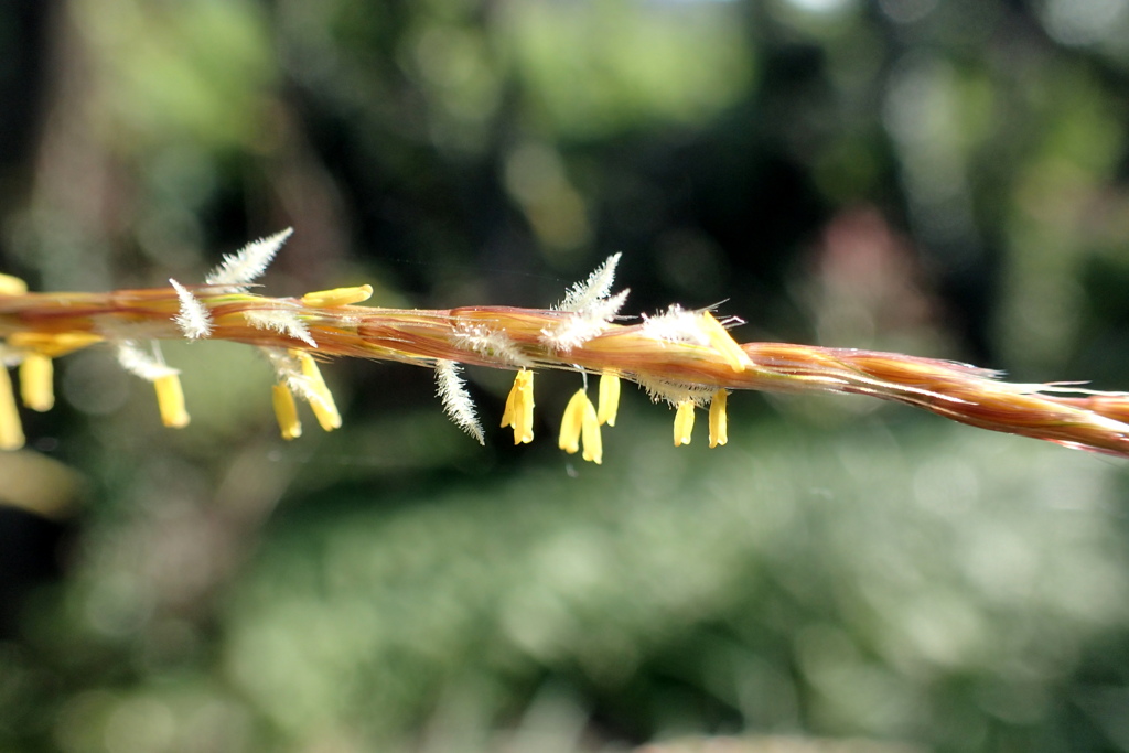 ススキの花