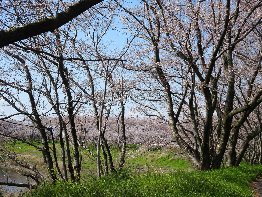 輪中堤さくら3