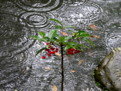 雨粒の芸術