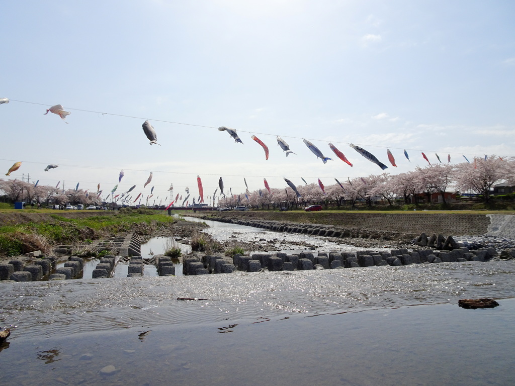 こいのぼりもお花見2