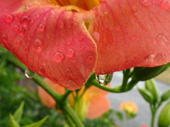 雨粒と花びらのシンフォニー1