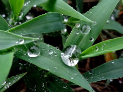 久しぶりの雨１