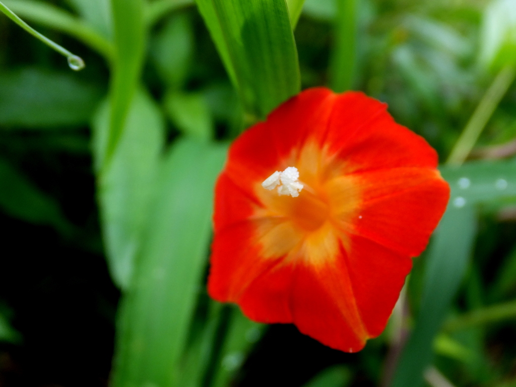 道端の花