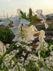 大根の花