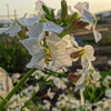 大根の花