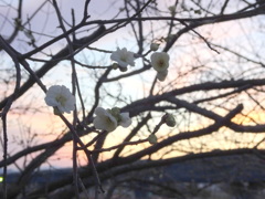 夕焼けと白梅