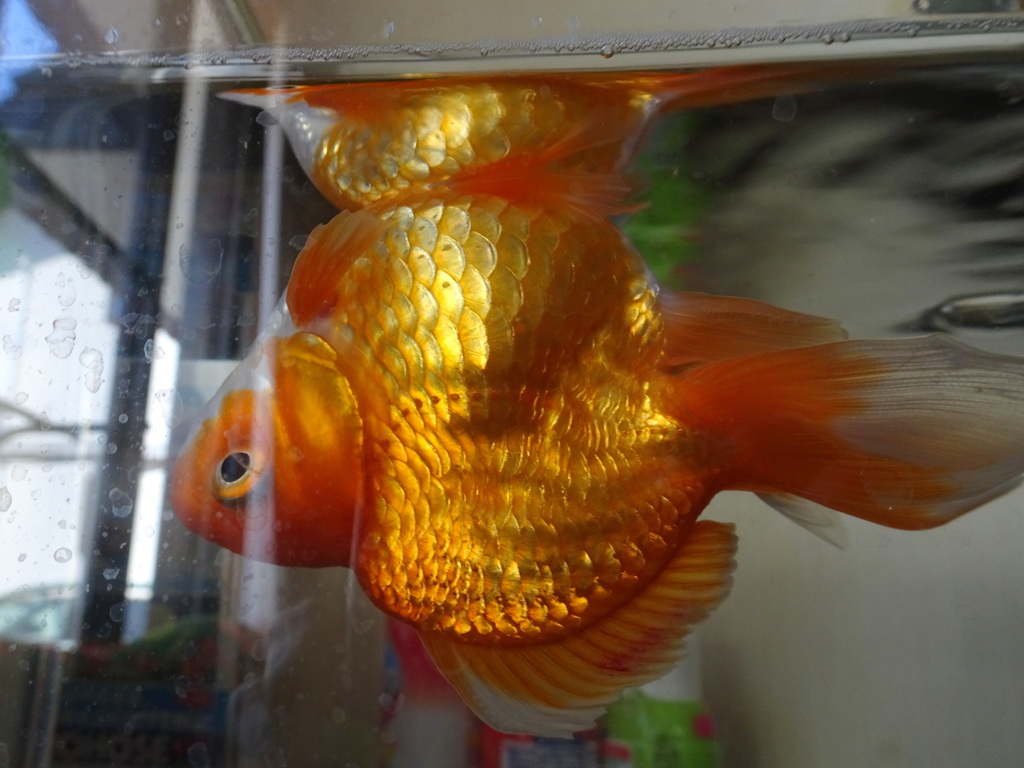 さかさまで大丈夫？