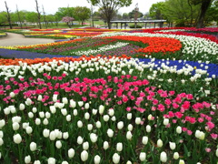 チューリップ1