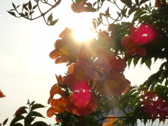 夕陽を浴びて