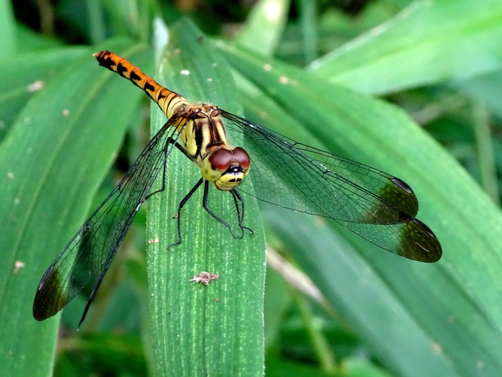 コノシメトンボ