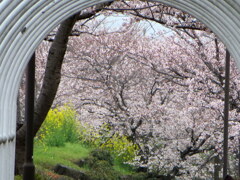 のぞく
