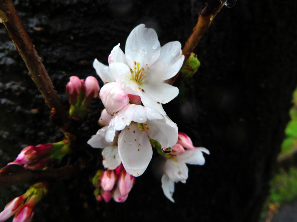幹に咲いた花