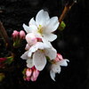 幹に咲いた花
