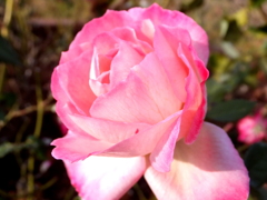 冬薔薇2