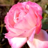 冬薔薇2