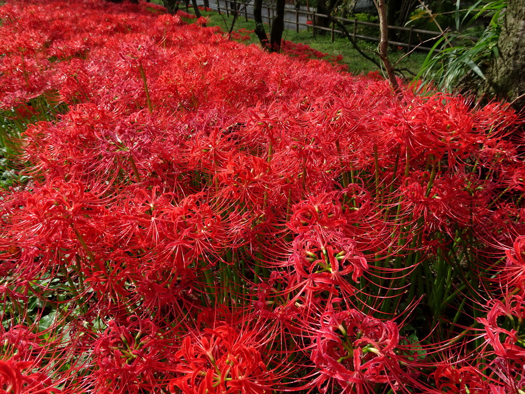 散歩道の彼岸花4