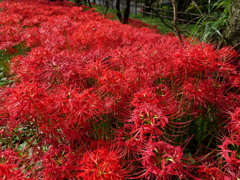 散歩道の彼岸花4