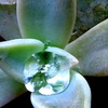 水晶のごとき