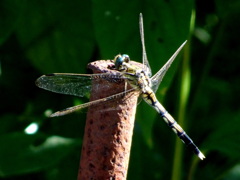 シオカラトンボ♀