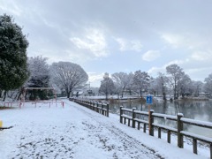 公園も木々も凍えて