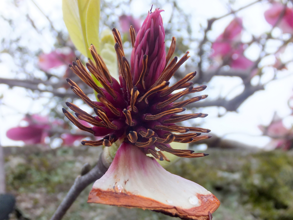 紫木蓮の花後