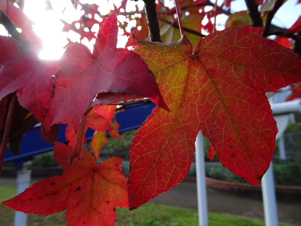 モミジバフウの紅葉