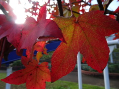 モミジバフウの紅葉