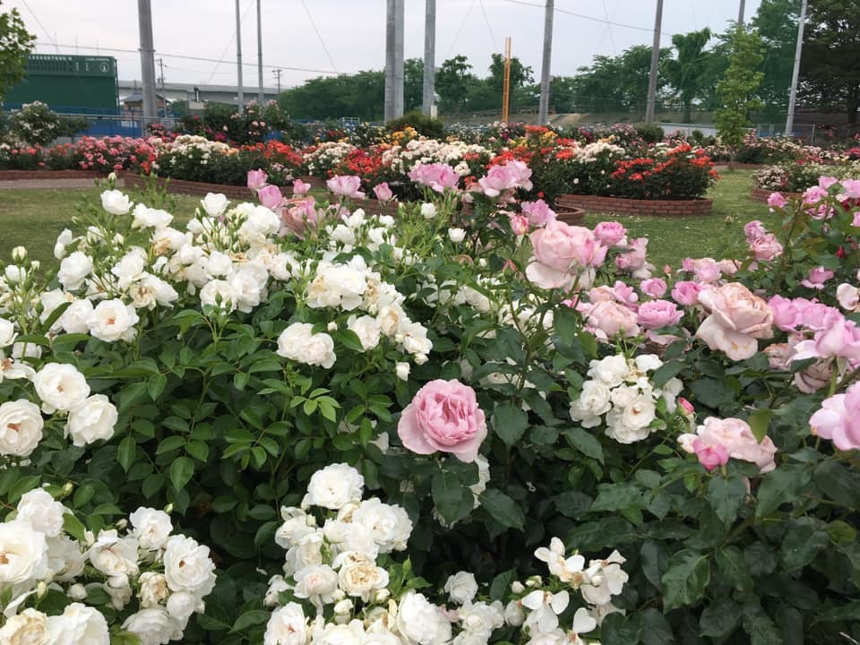 近くのバラ公園