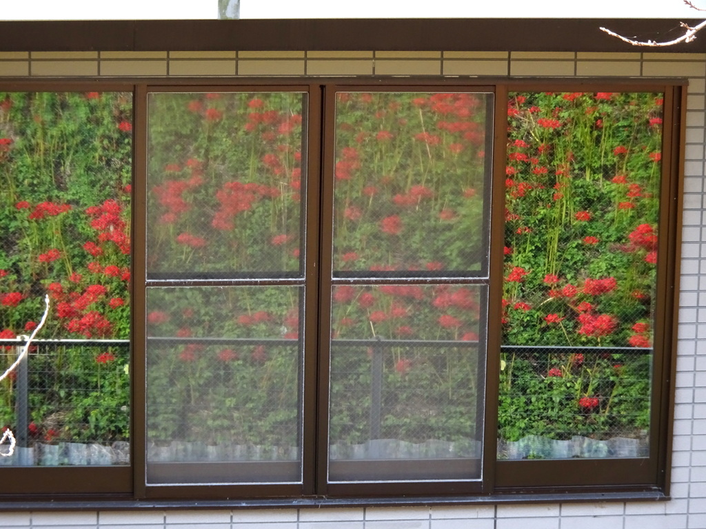 窓にも秋が
