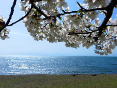 湖と桜