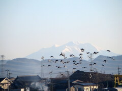 御嶽山と鳩