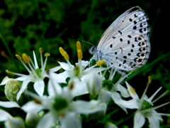 韮の花でひとやすみ