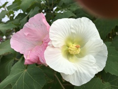 ヨパと素面で仲良く