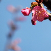 河津桜