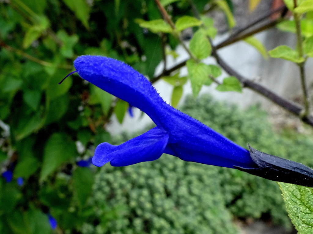 おおこわ～～～！