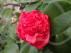 あっかんべ～～