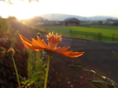 わが世の春？