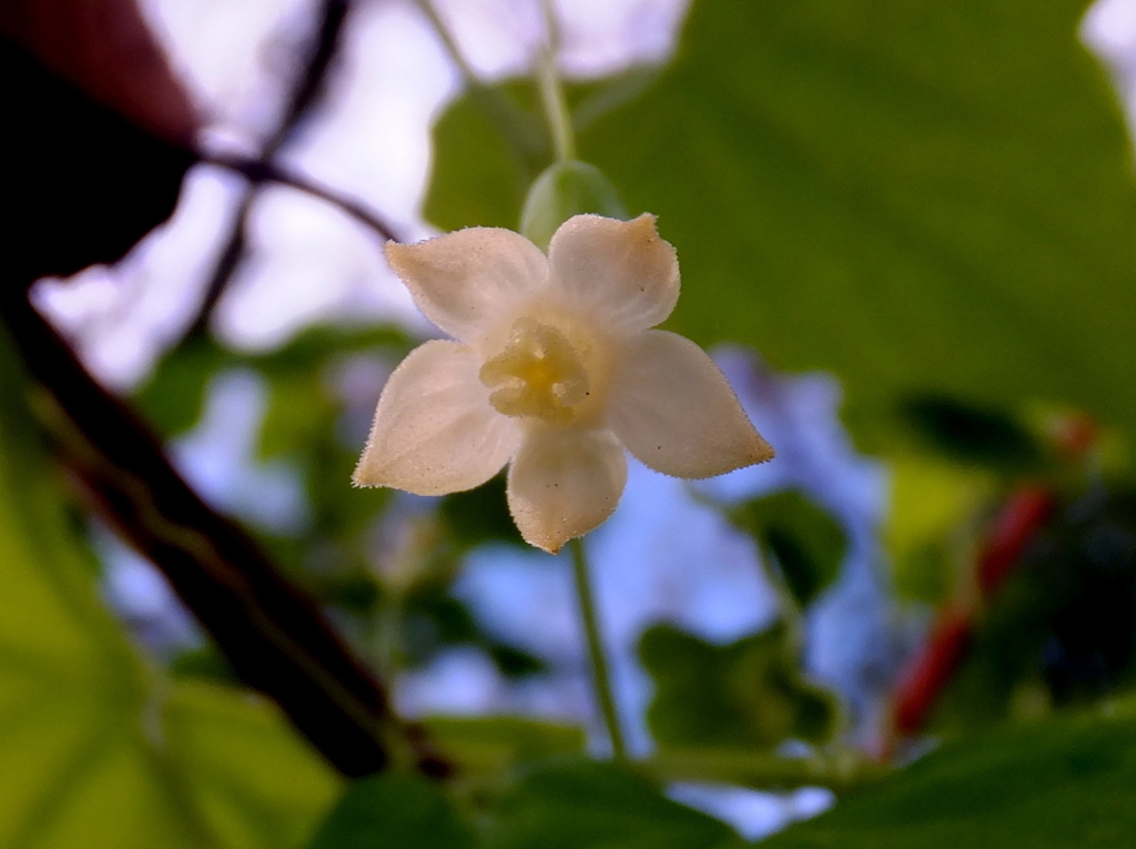 スズメウリの花