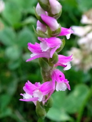 身はねじれても心はまっすぐ^^