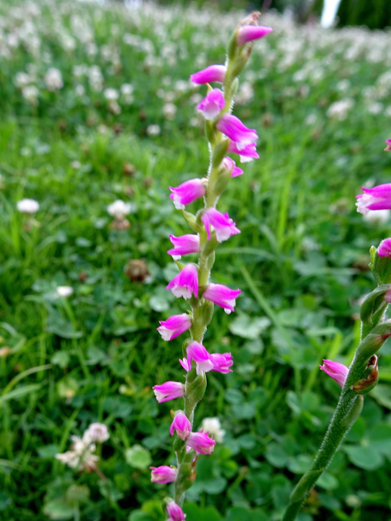 ネジバナ　アッチムイテホイ型