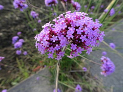 ヤナギハナガサ