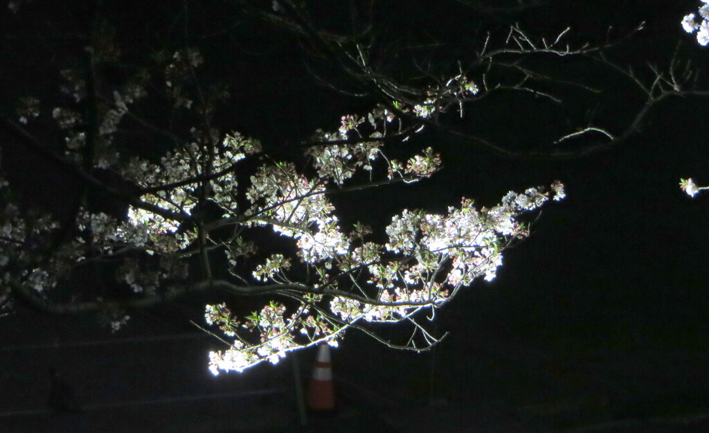 夜桜