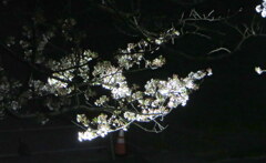 夜桜