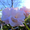 太陽を背に受けて