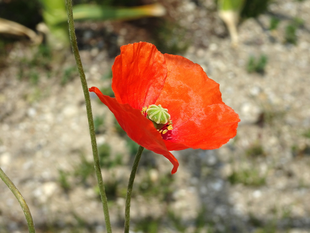 井手の山のポピー